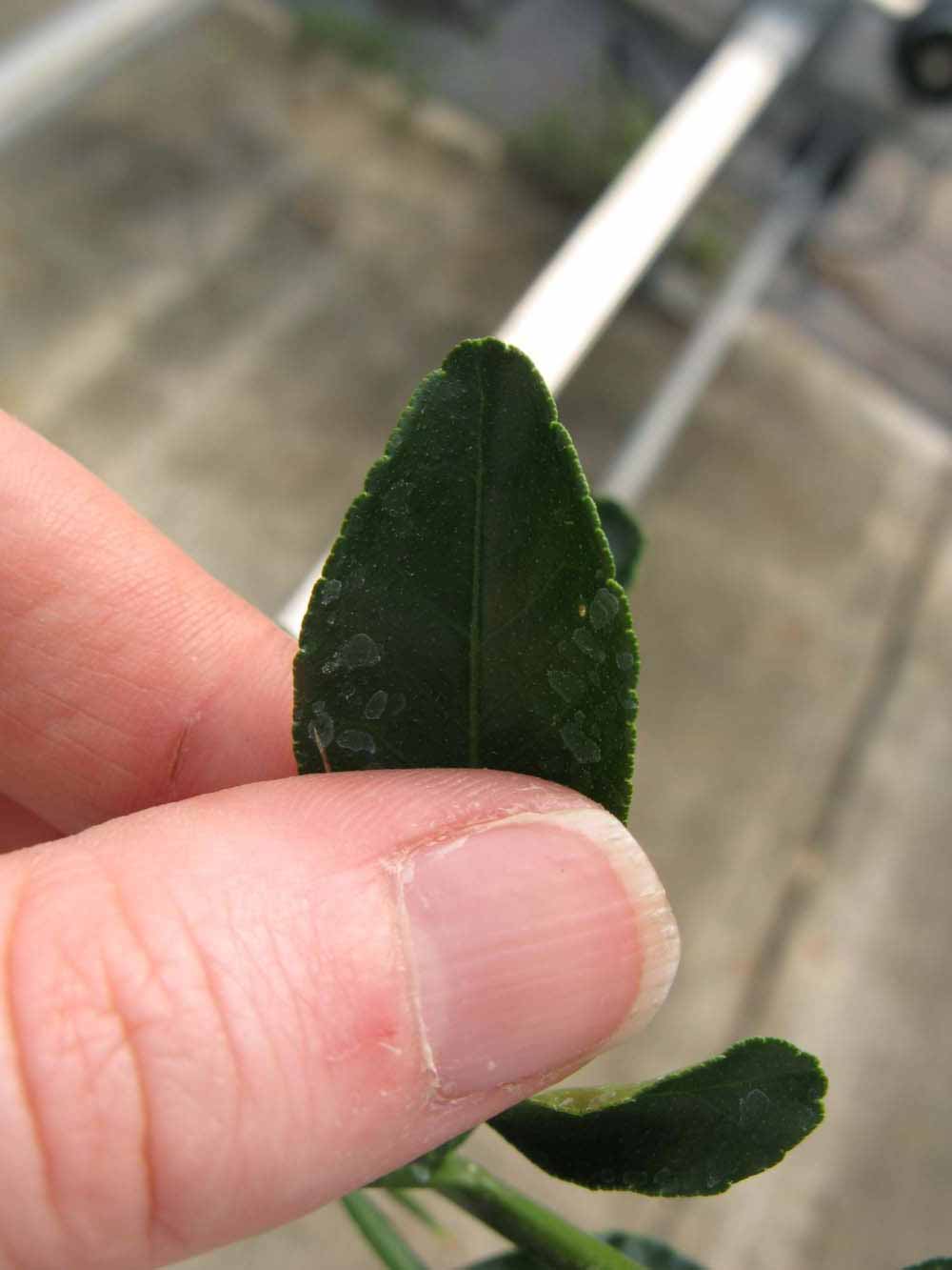              Margin (Phillip Rucks Citrus Nursery, Frostproof, FL)       